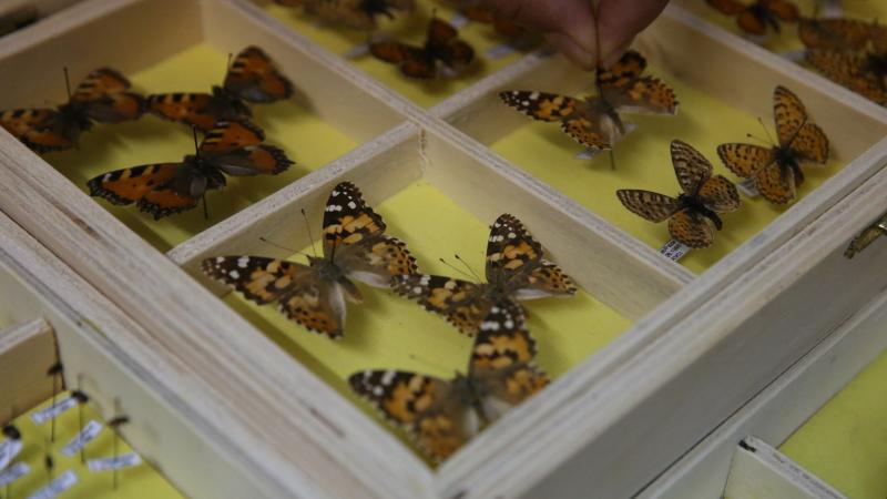 Tokat’ta üniversitenin “böcek müzesi”nde binden fazla tür bulunuyor