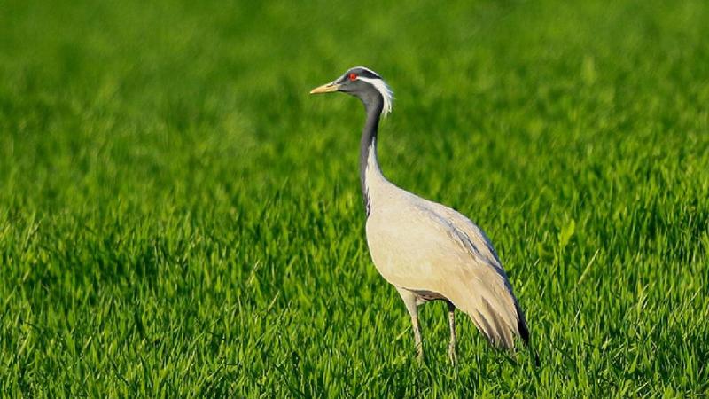 Amasya’da yavru büyütme dönemindeki telli turnalar görüntülendi