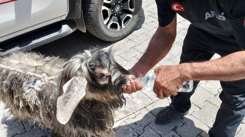 Kayalıklarda mahsur kalan kurbanlık keçiyi AFAD ekipleri kurtardı