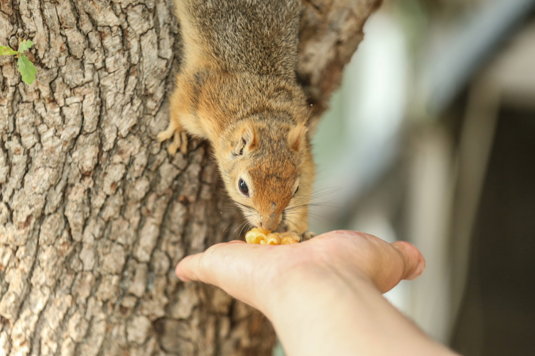 “Makarnacı sincap Bobi” piknik alanındaki işletmenin maskotu oldu