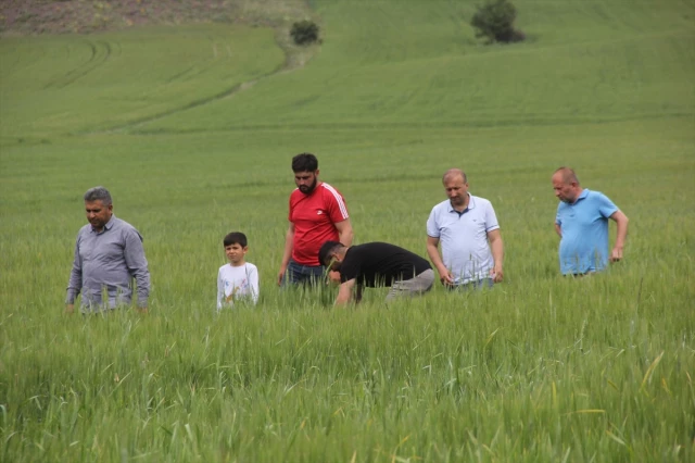 Sivas’ın Zara ilçesinde tarım arazilerinde pas hastalığı tespit edildi