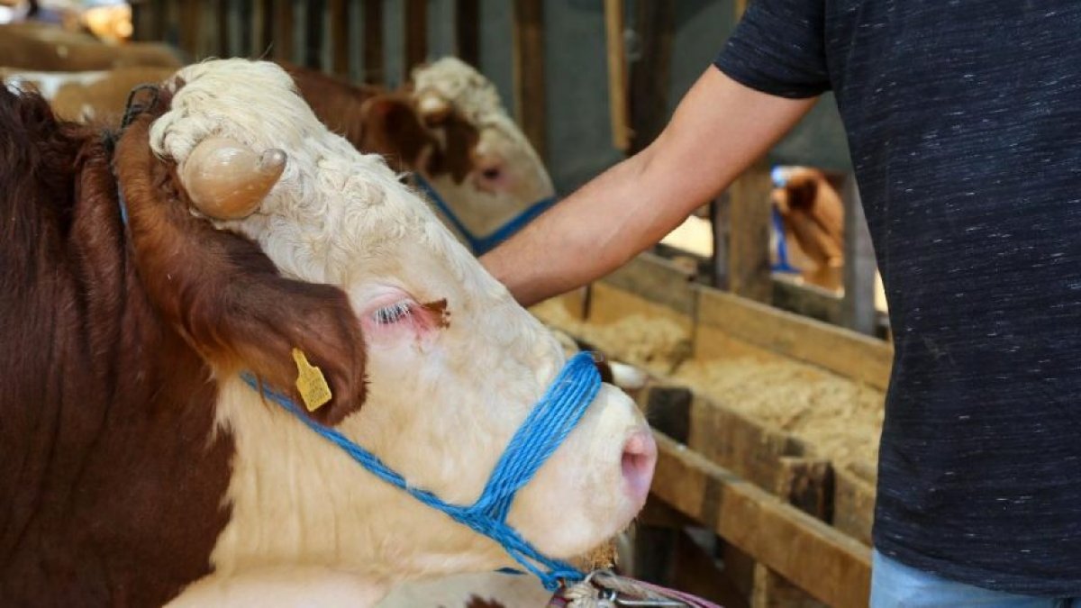 Kurban Bayramı’nın ilk günü 16 bin kişi yaralandı