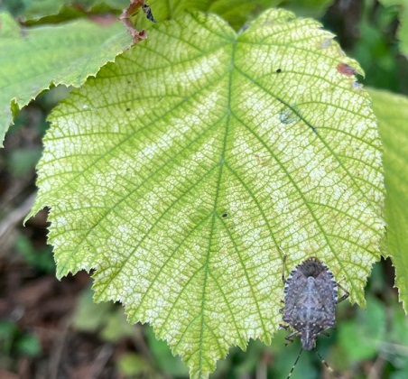 Kahverengi kokarcayla mücadelede 30 ilde 150 bin parazitoit doğaya salınacak