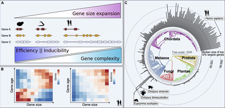 İnanılmaz karmaşıklığına rağmen sinir sistemleri farklı türlerde nasıl gelişti?