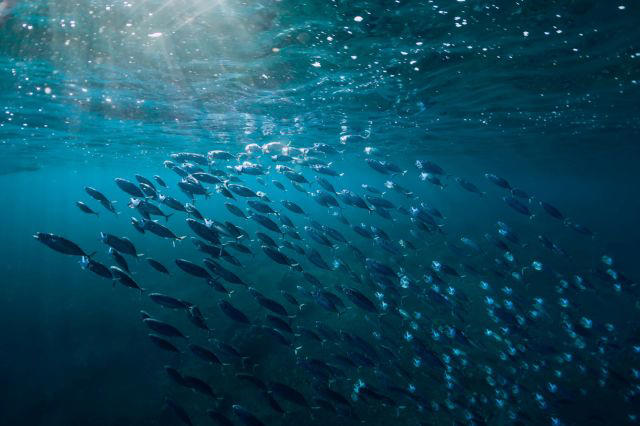 Balıkların küçüldüğünü gözlemleyen bilim insanları şaşkına döndü: ‘Hala anlayamıyoruz’