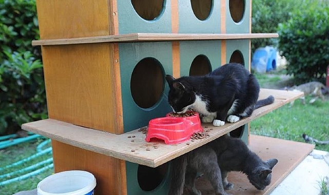 İzmir Bayraklı’da can dostlar için ‘bir kap su’ çağrısı