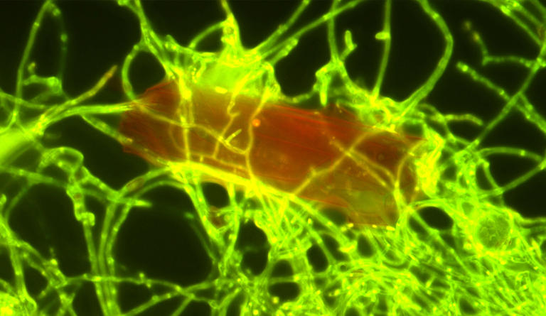 Bilim İnsanları Büyük Pasifik Çöp Alanında Plastik Yiyen Mantar Buldu
