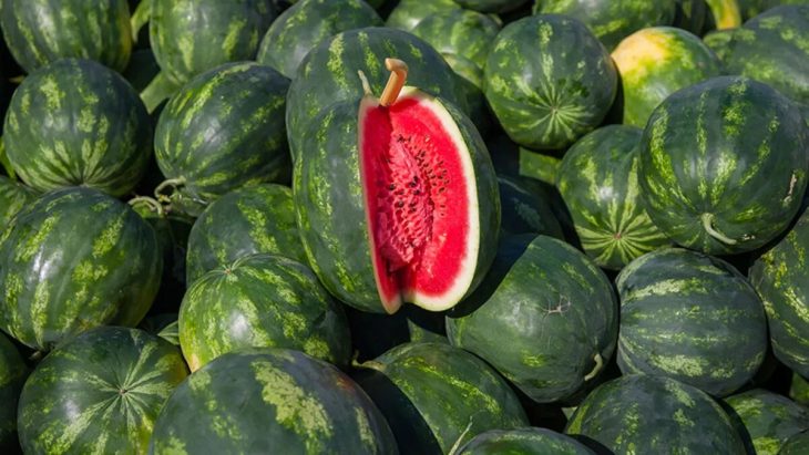 Libya’dan gelen eski bir kavun genomu, karpuz akrabalarıyla ilgili ilginç bilgiler ortaya koyuyor