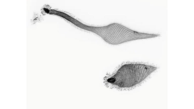 200 metrelik boyun uzantısına sahip ‘yaşayan origami’ canavar hücresi keşfedildi