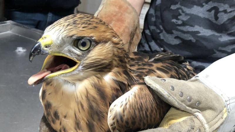 Kırşehir’de yaralı kızıl şahin tedaviye alındı