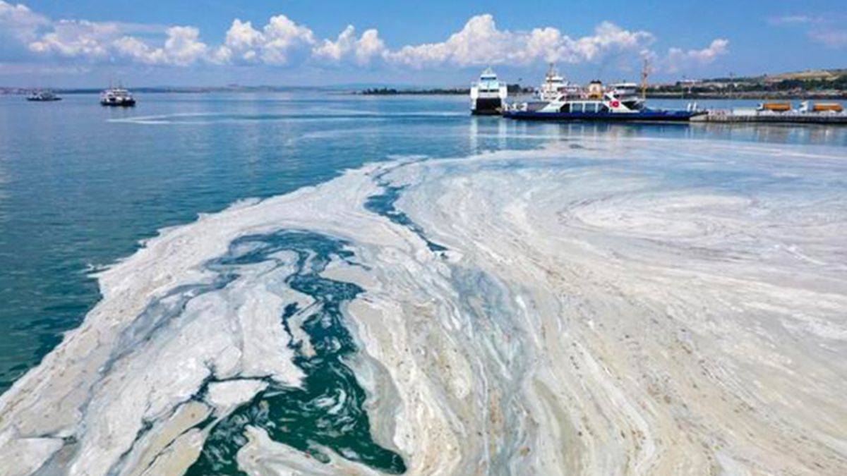 Müsilaj Marmara Denizi’ndeki balık çeşitliliğini yüzde 25 azalttı