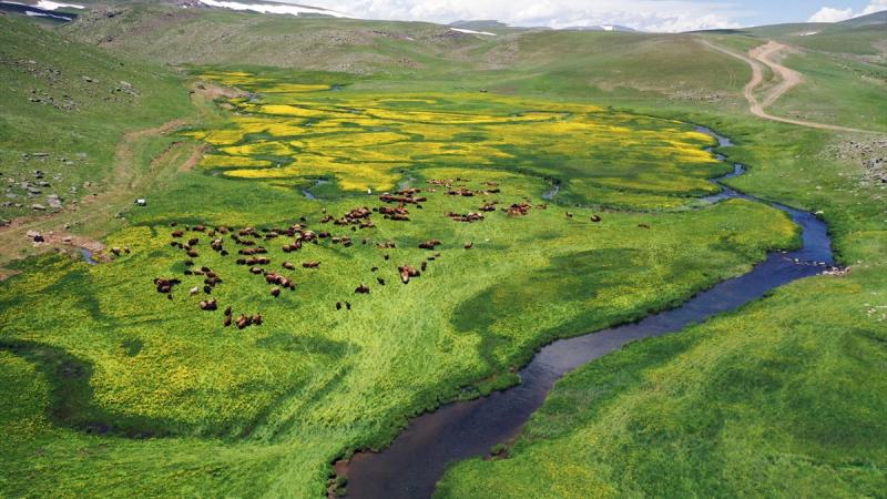 Ağrı’daki menderesler bahar çiçeklerine büründü