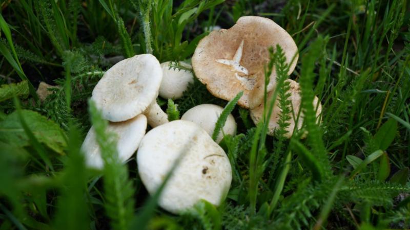 Bayburt’ta protein deposu mantarın ve bin bir derde deva çaşır otunun zorlu mesaisi