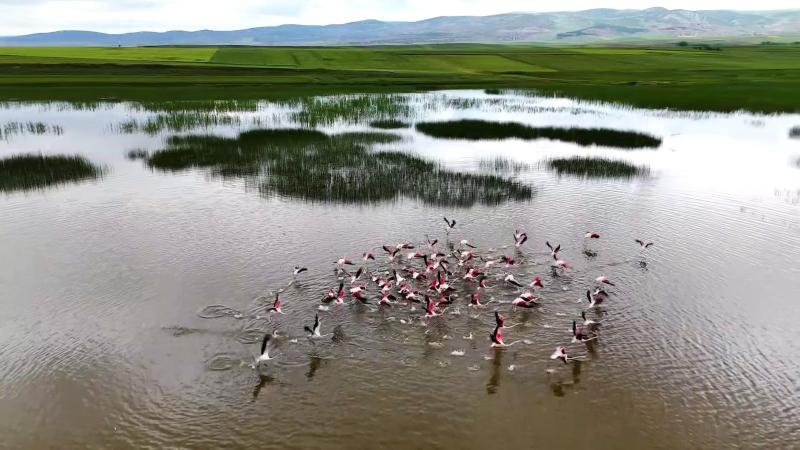 Yozgat’ta turnaların görsel şöleni havadan görüntülendi