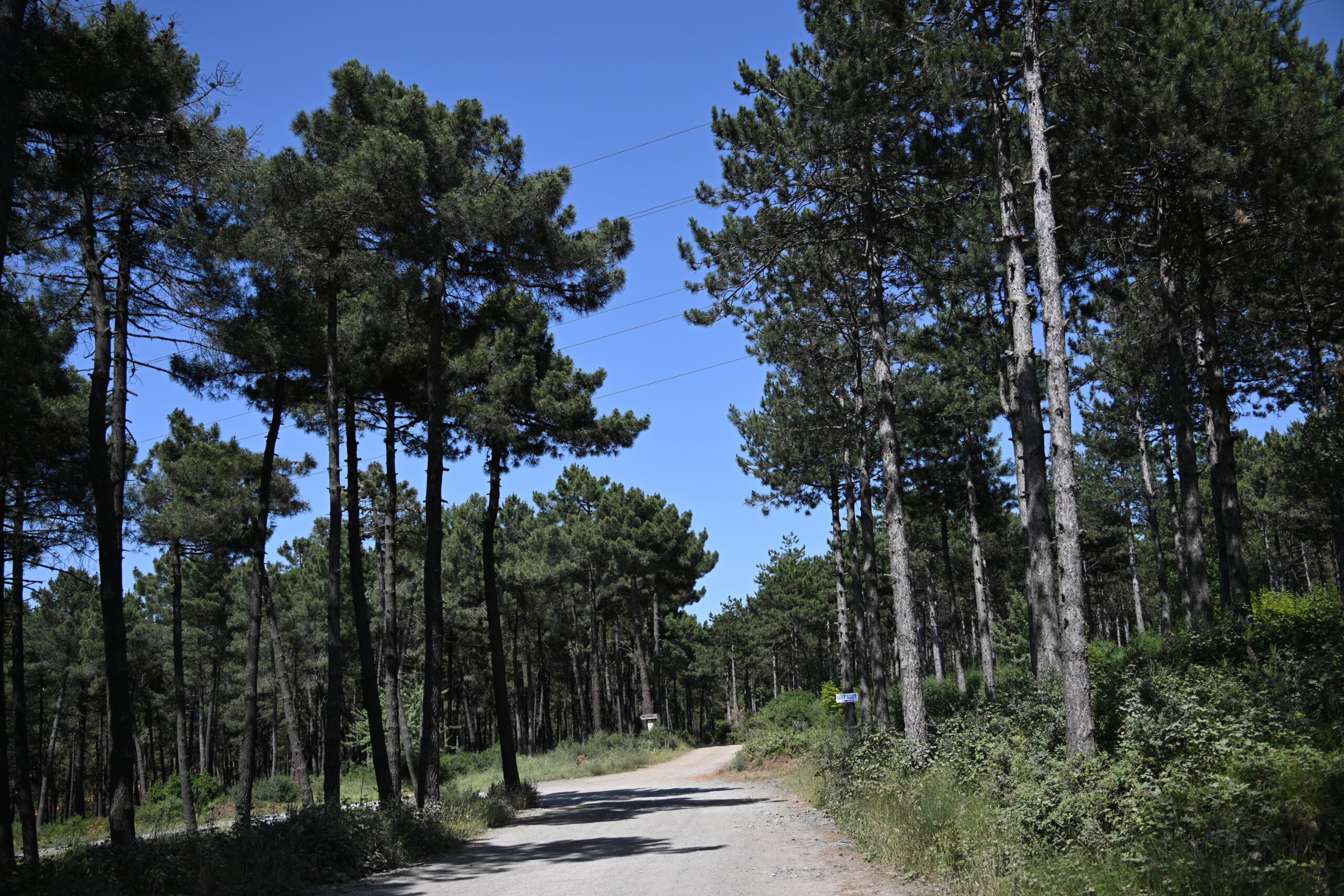 Aydos Ormanı(Özel Haber)