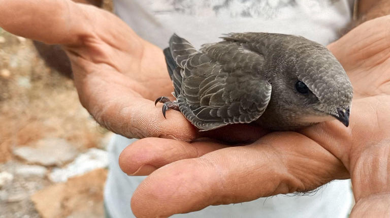 Ekosistemi Koruma ve Doğa Sevenler Derneği doğal sivrisinek yok edici ebabil kuşlarına dikkat çekti