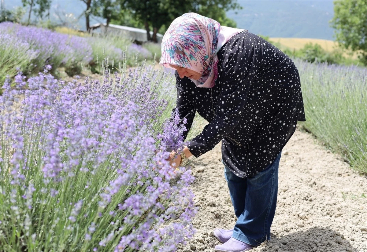 Safranbolu’da Lavanta Üretiminde Artış