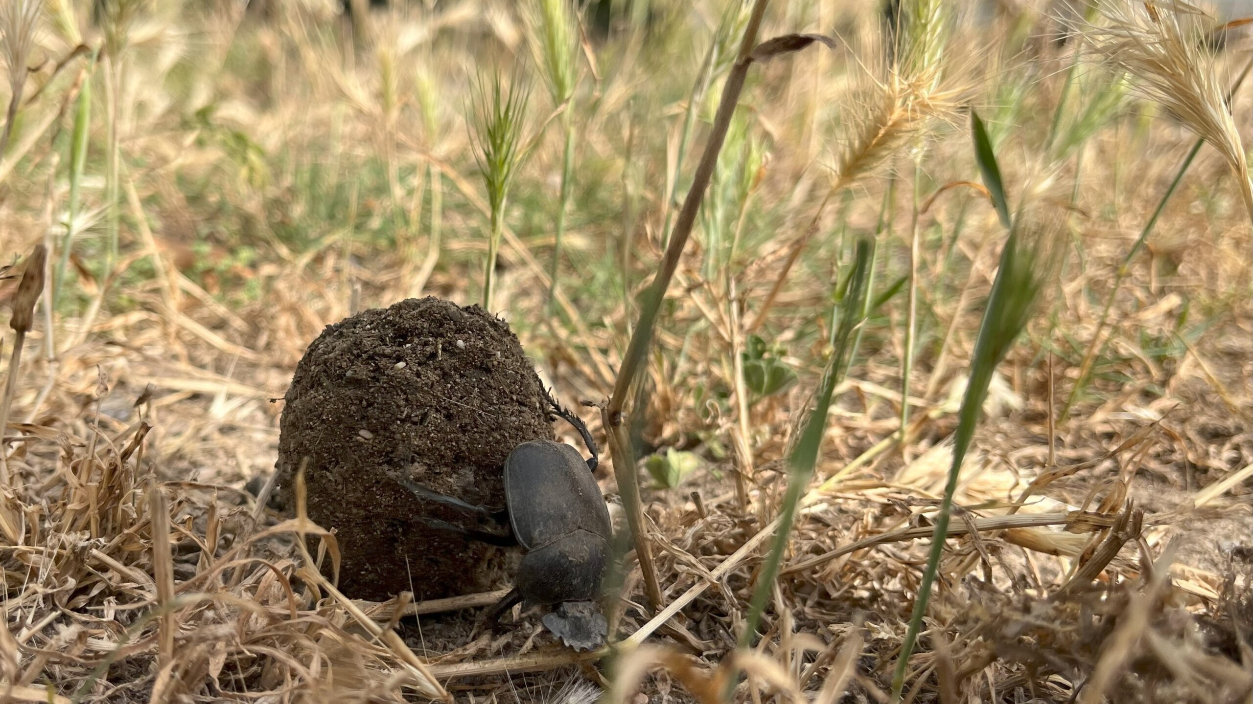 Devlet korumasındaki böcek, ağırlığının 10 katı itme gücüne sahip