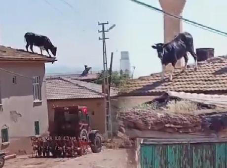 Damdaki kedi değil! Görenler gözlerine inanamadı..