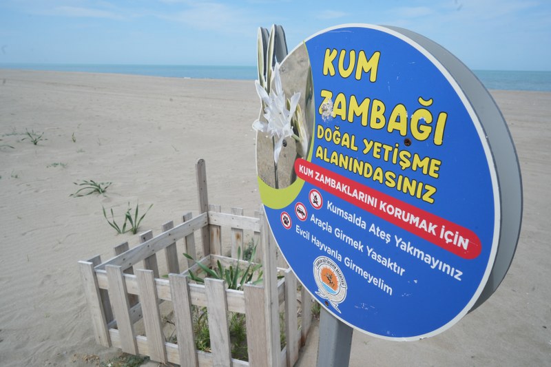 Samsun’da nesli tükenme tehlikesi altındaki kum zambağını koparmanın cezası; 387 bin 141 TL
