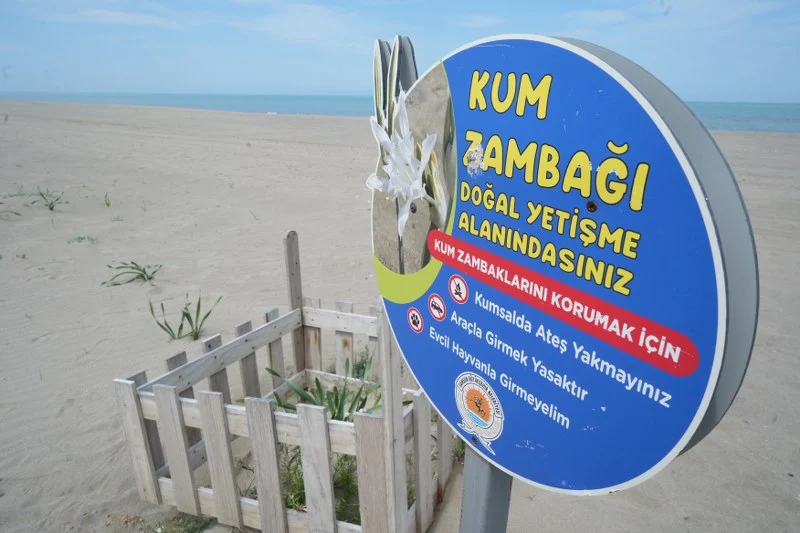 Samsun’da nesli tükenme tehlikesi altındaki kum zambağını koparmanın cezası; 387 bin 141 TL