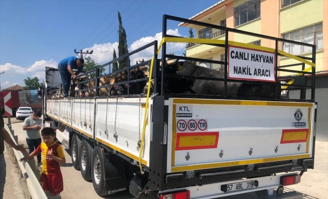 Sinop’tan Trakya’ya 1526 Büyükbaş Kurbanlık Sevkiyatı Yapıldı