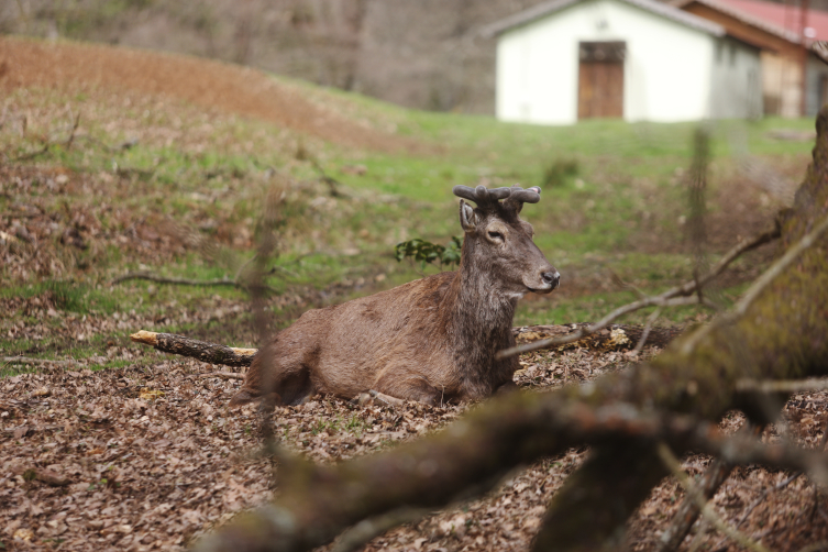 Bahçeköy Geyik Üretim İstasyonu, Kızıl geyiklerin İstanbul’daki evi