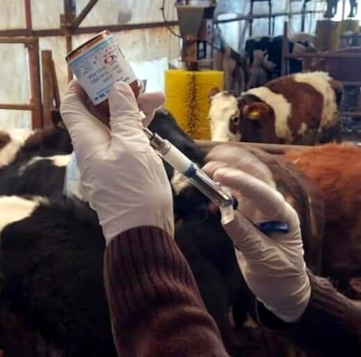 Seferihisar’da 5 büyükbaşta şap hastalığı tespit edildi, 10 kilometrelik alanda kurban satışı yasaklandı