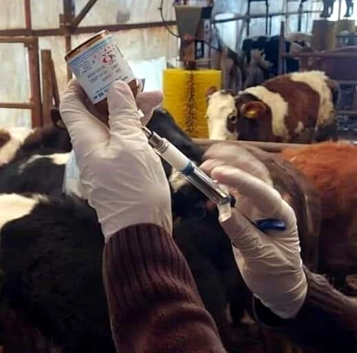 Seferihisar’da 5 büyükbaşta şap hastalığı tespit edildi, 10 kilometrelik alanda kurban satışı yasaklandı