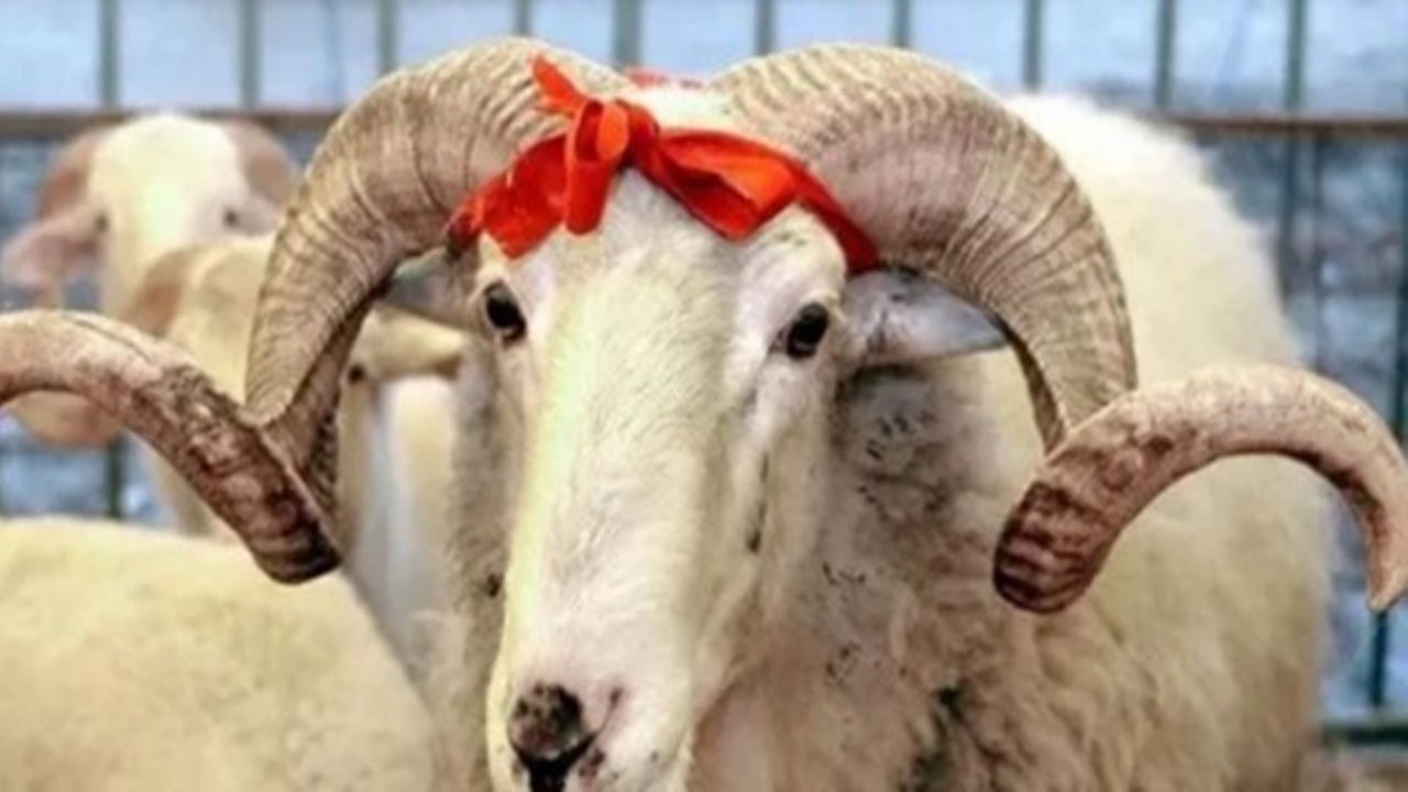 Kurban Bayramı tatili, 9 gün olacak