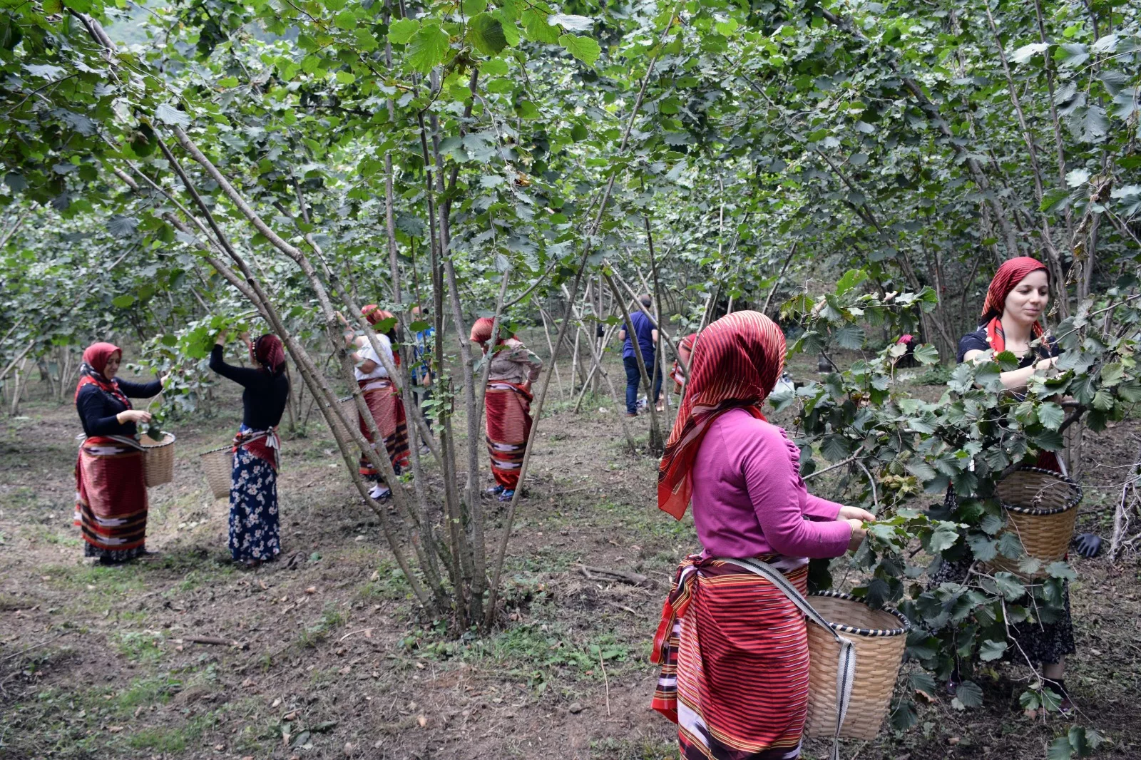 Ziraat Odaları Birliği: Fındık rekolte tahminleri gerçeği yansıtmıyor