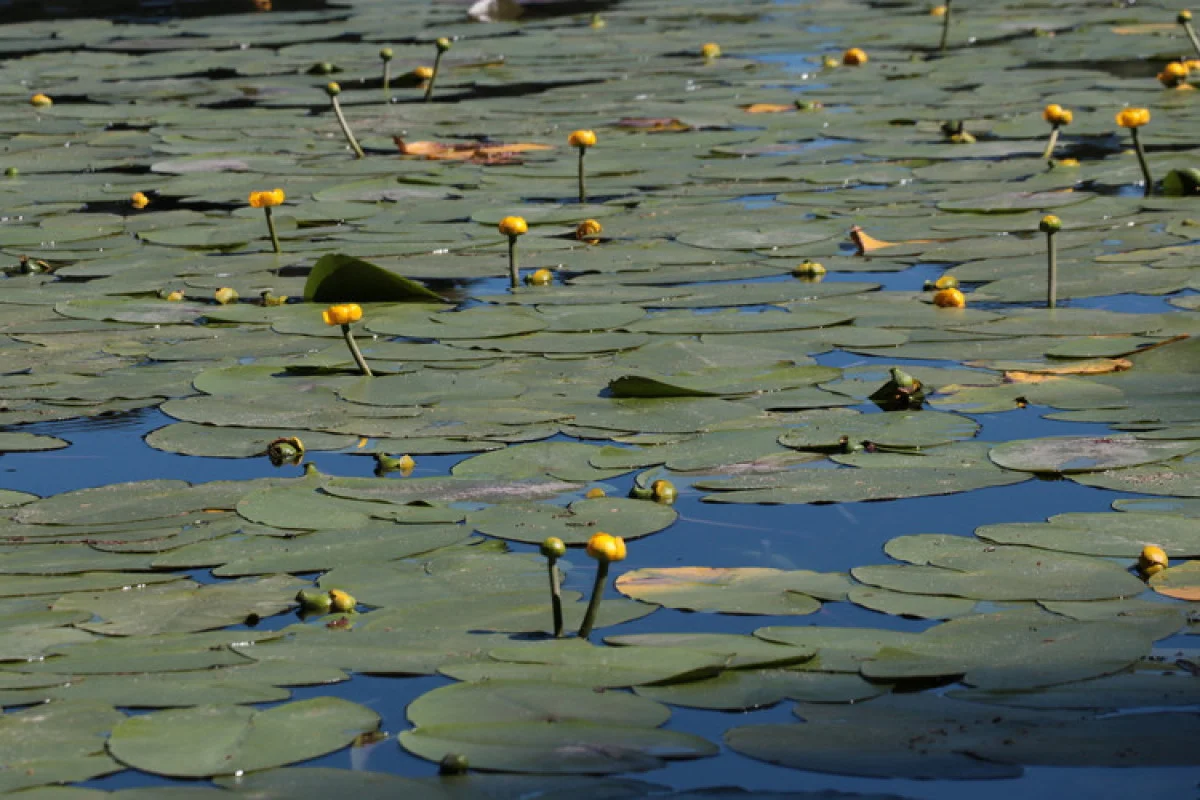 Abant ve Gölcük’te yetişiyor, koparmanın cezası: 387 bin 141 lira