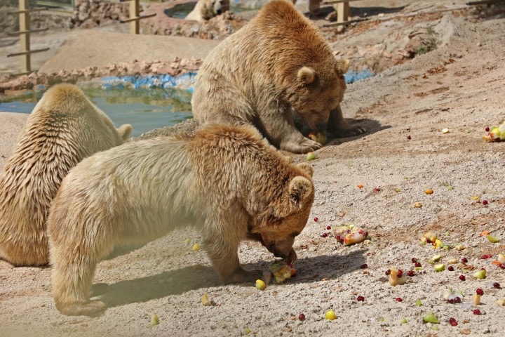 Doğal yaşam parkındaki hayvanlara buzlu meyve ve fıskiyeli serinlik
