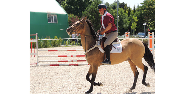 Büyük Binicilik Şurası, Yerli At Üretimi ve Eğitimi ve Milli Takım Komitesi