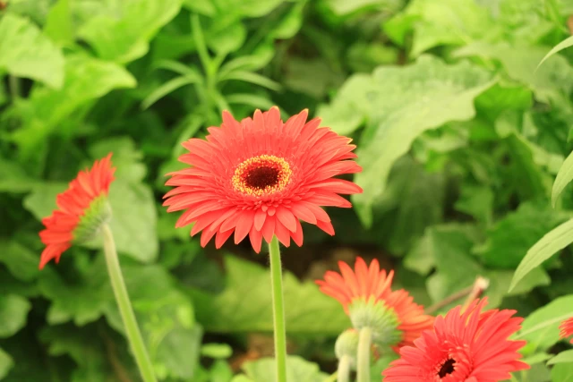 Erbaa’da Kesme Çiçekçilikte Hedef Yıllık 45 Milyon Dal Çiçek Üretmek