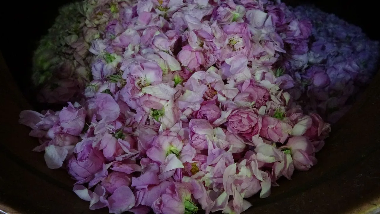 1 litresi için 4 ton ürün gerekiyor: Litresi 424 bin TL’yi aşacak!