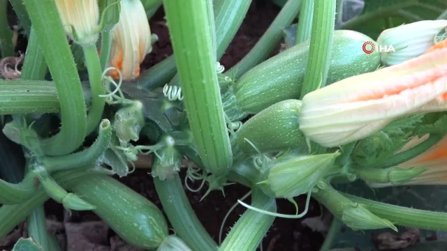 Hasadı başlayan kabak tarlada 12 TL