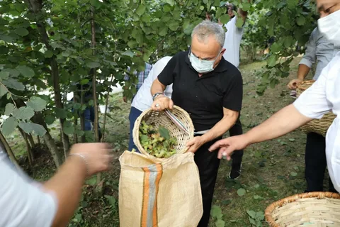 Fındık hasat mevsimi yaklaşırken astım hastalarına önemli uyarı