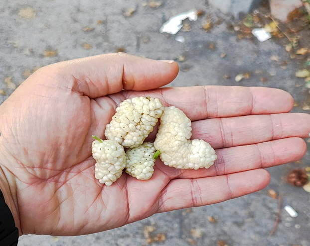 Mevsim Şifa Deposu Olan Dut Zamanı