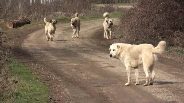 Başıboş sokak köpekleri teklifi komisyondan geçti