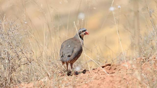 Aksaray’da 300 kınalı keklik doğaya bırakıldı