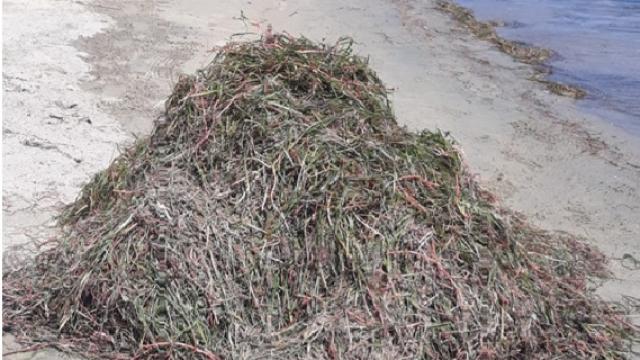 Balıkesir’de koruma altındaki deniz çayırları söküldü