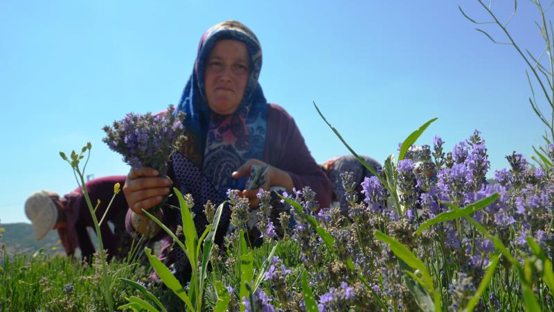 Kütahyalı çini sanatçısının lavanta bahçesinde hasat başladı