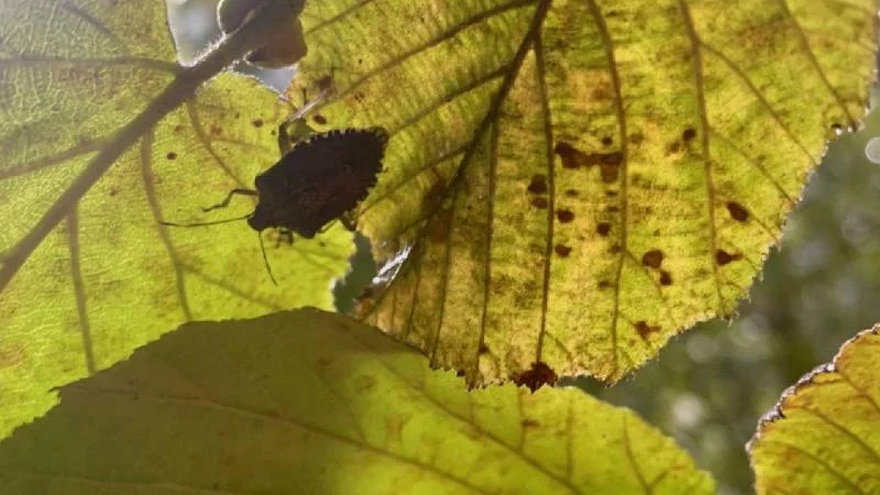 Artvin’de başlayan tehlike Karadeniz’den sonra tüm Türkiye’ye yayılıyor