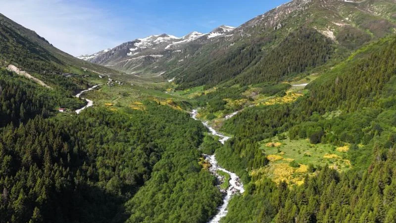 Kaçkar Dağları’nda endemik bitki türleri çiçek açtı