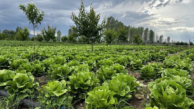 Kayseri’de 2024 yılında 640 bin 40 dekar tarım arazisi sulanacak