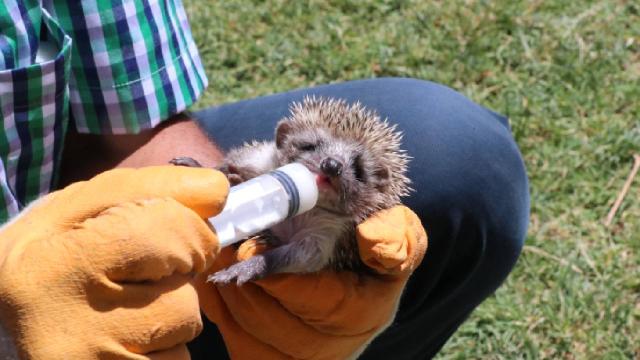 Yozgatlı çiftçi, anneleri ölen 4 kirpi yavrusuna bebek gibi bakıyor
