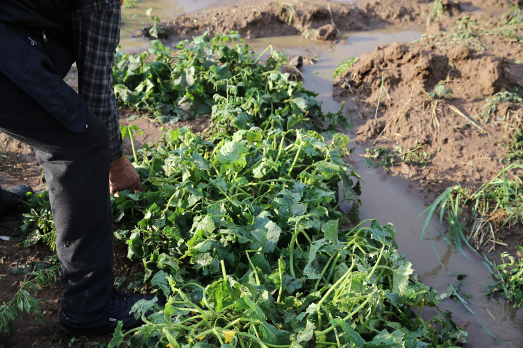 Bingöl’de dolu sebze ve meyve ekili arazide zarara yol açtı