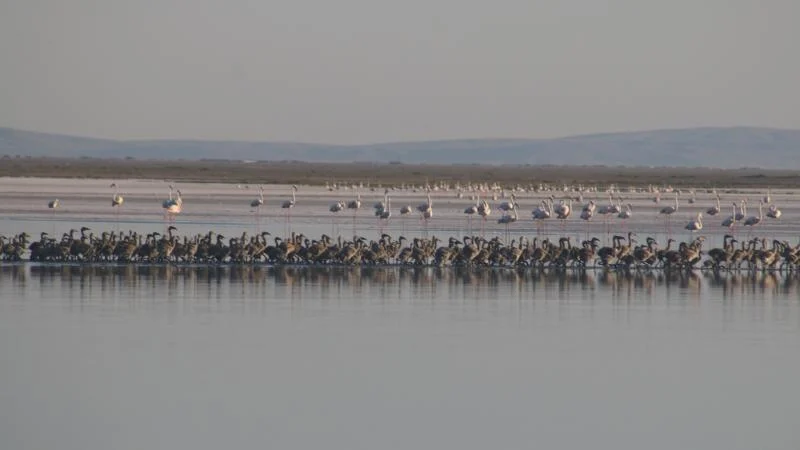 Tuz Gölü’nde bu yıl 4 bin 300 flamingo dünyaya geldi