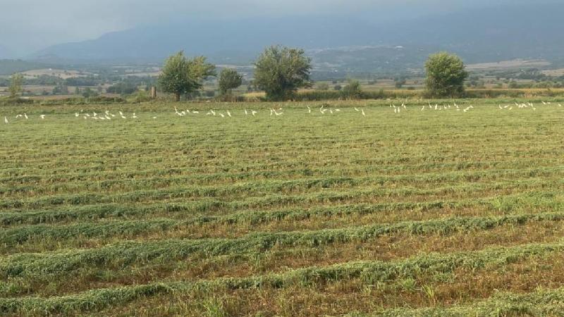 Çiftçilerin imdadına kuşlar yetişti